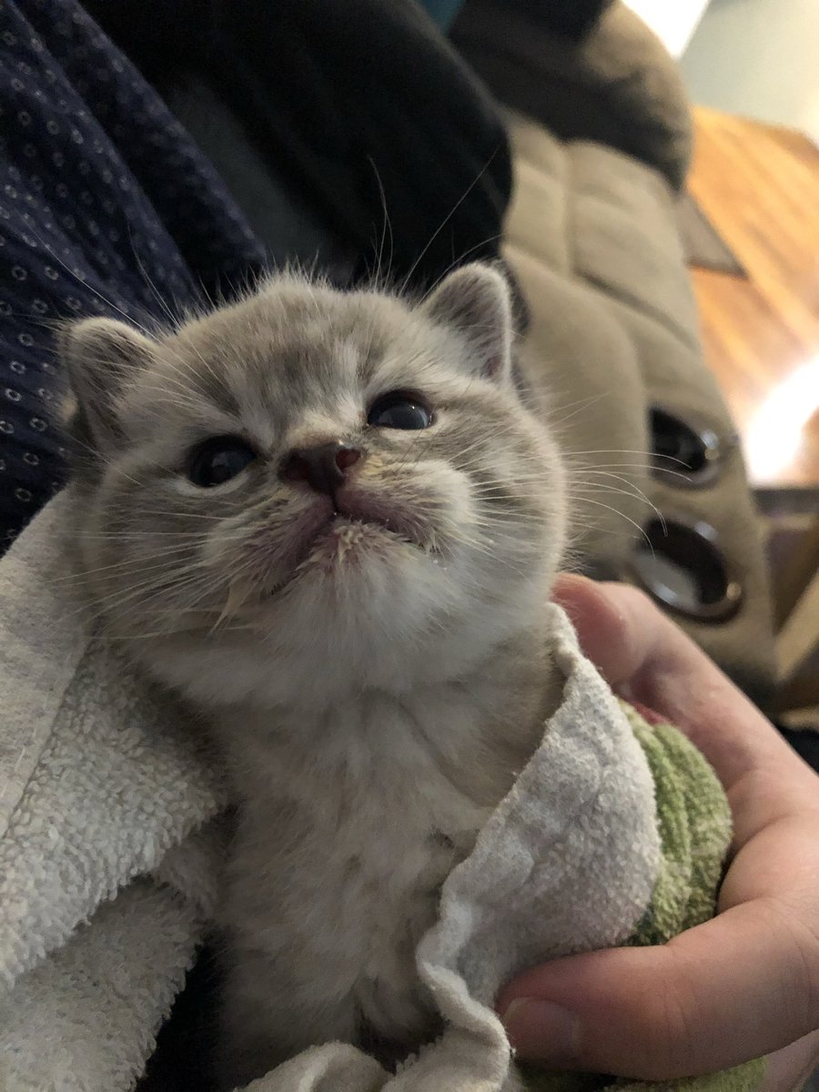 Solfleet's tweet image. It’s now been over 5 years since I brought this little guy home. First time in my life I’ve ever experience something that felt like fate - the literal second I saw him I knew he was my cat. You don’t understand people who say that kind of thing until it actually happens.