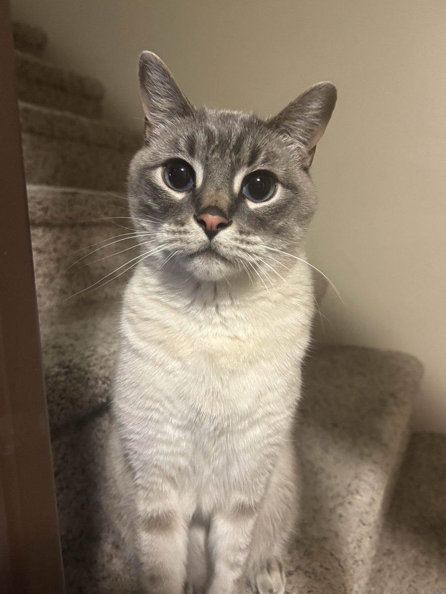 Solfleet's tweet image. It’s now been over 5 years since I brought this little guy home. First time in my life I’ve ever experience something that felt like fate - the literal second I saw him I knew he was my cat. You don’t understand people who say that kind of thing until it actually happens.