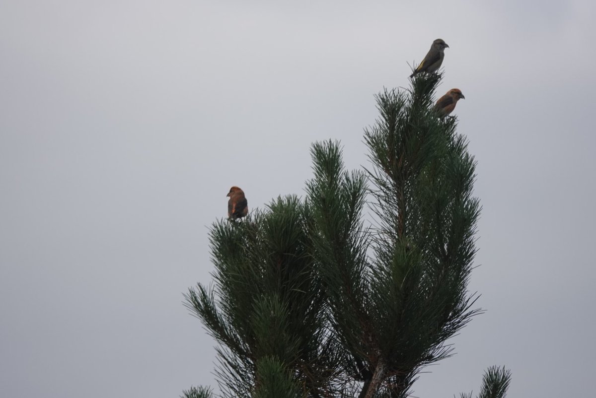 simrob500's tweet image. Plenty of crossbills in the forest country Nottinghamshire in recent weeks with 60 plus today with Siskin &amp;amp; Redpoll in good numbers