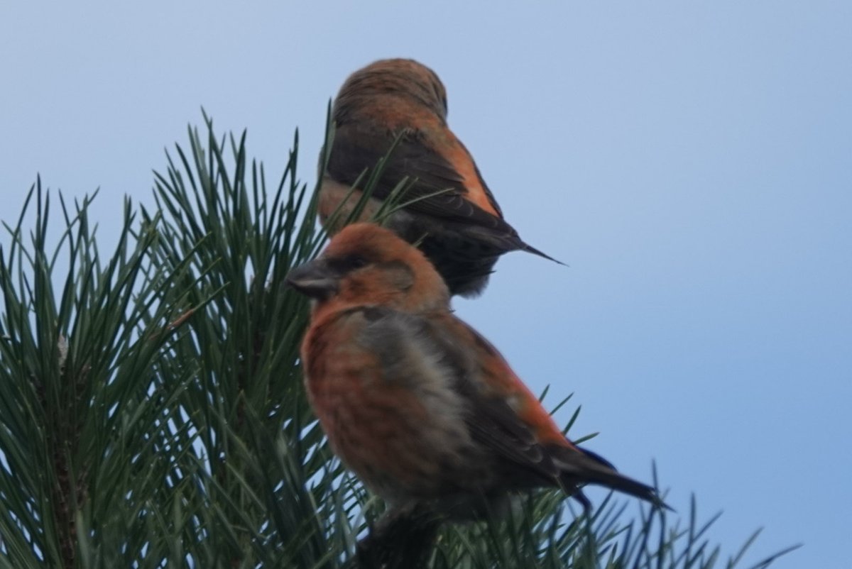 simrob500's tweet image. Plenty of crossbills in the forest country Nottinghamshire in recent weeks with 60 plus today with Siskin &amp;amp; Redpoll in good numbers