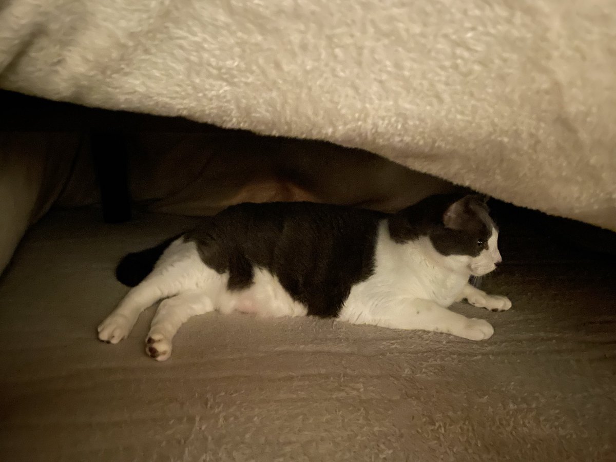 y_k__jp's tweet image. #こたつねこ