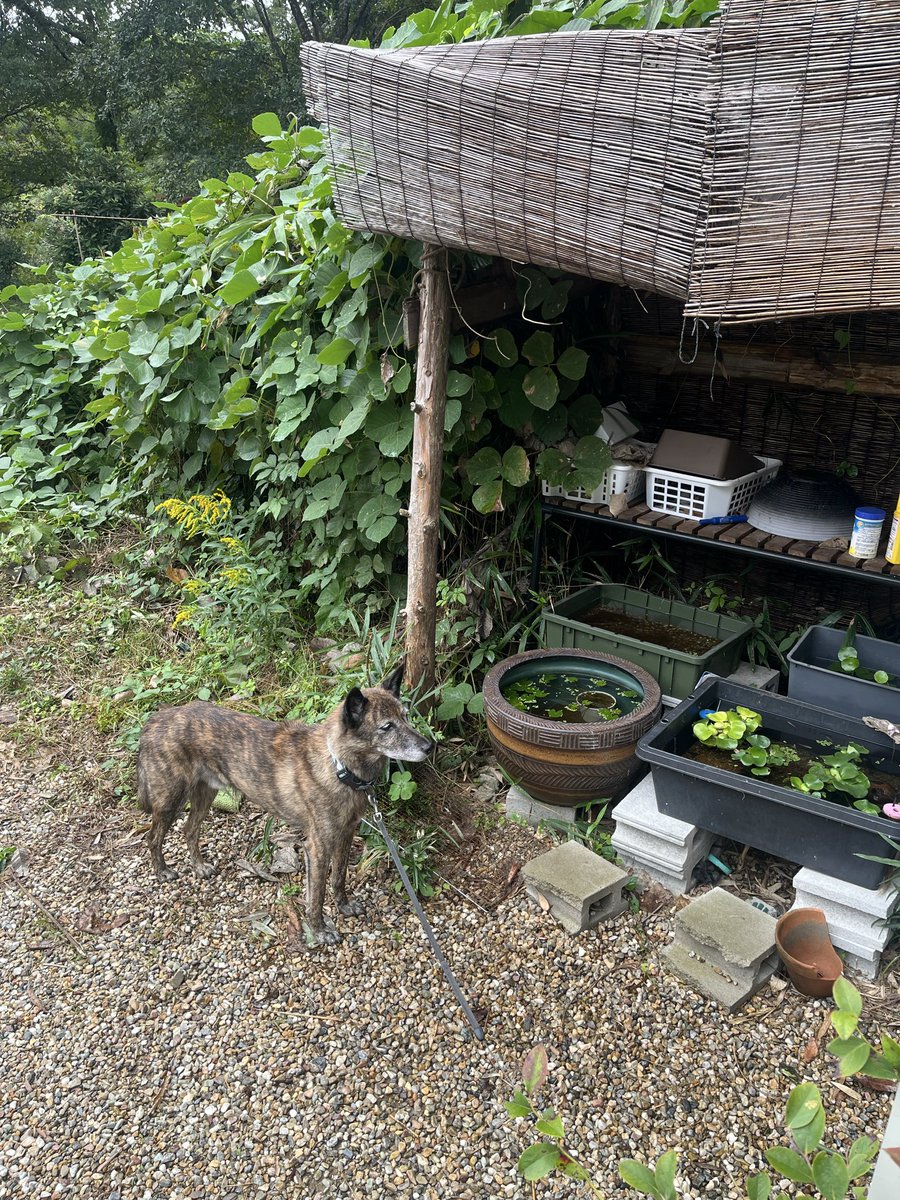 境界線が分かりづらい犬