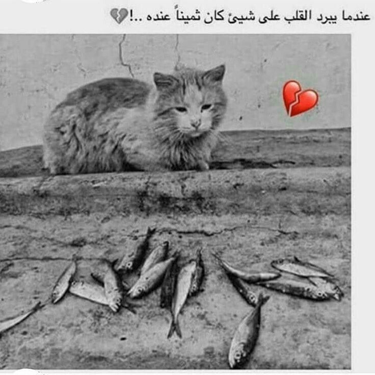 omar_samarray's tweet image. 