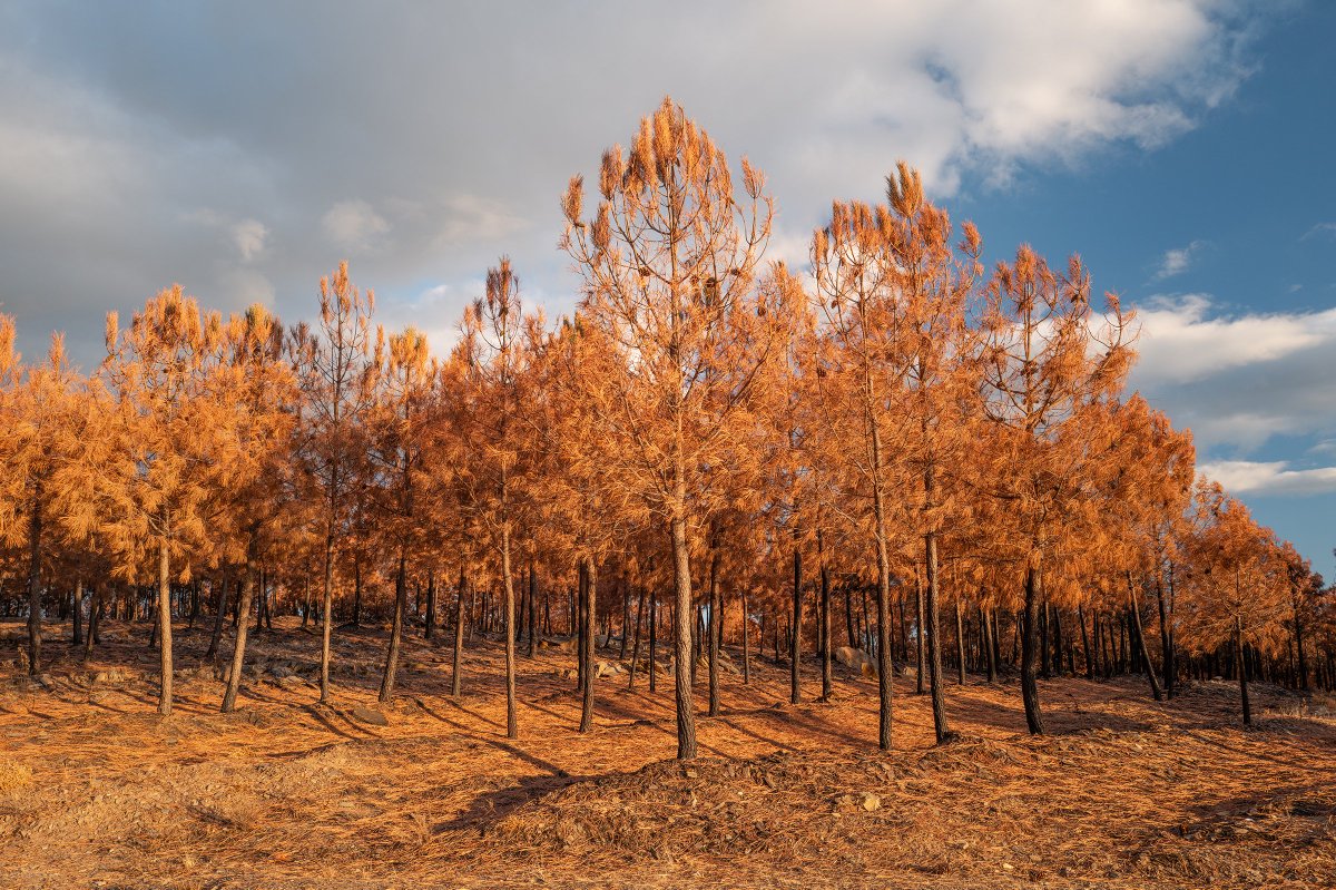 Emmanuel Nataf tweet media