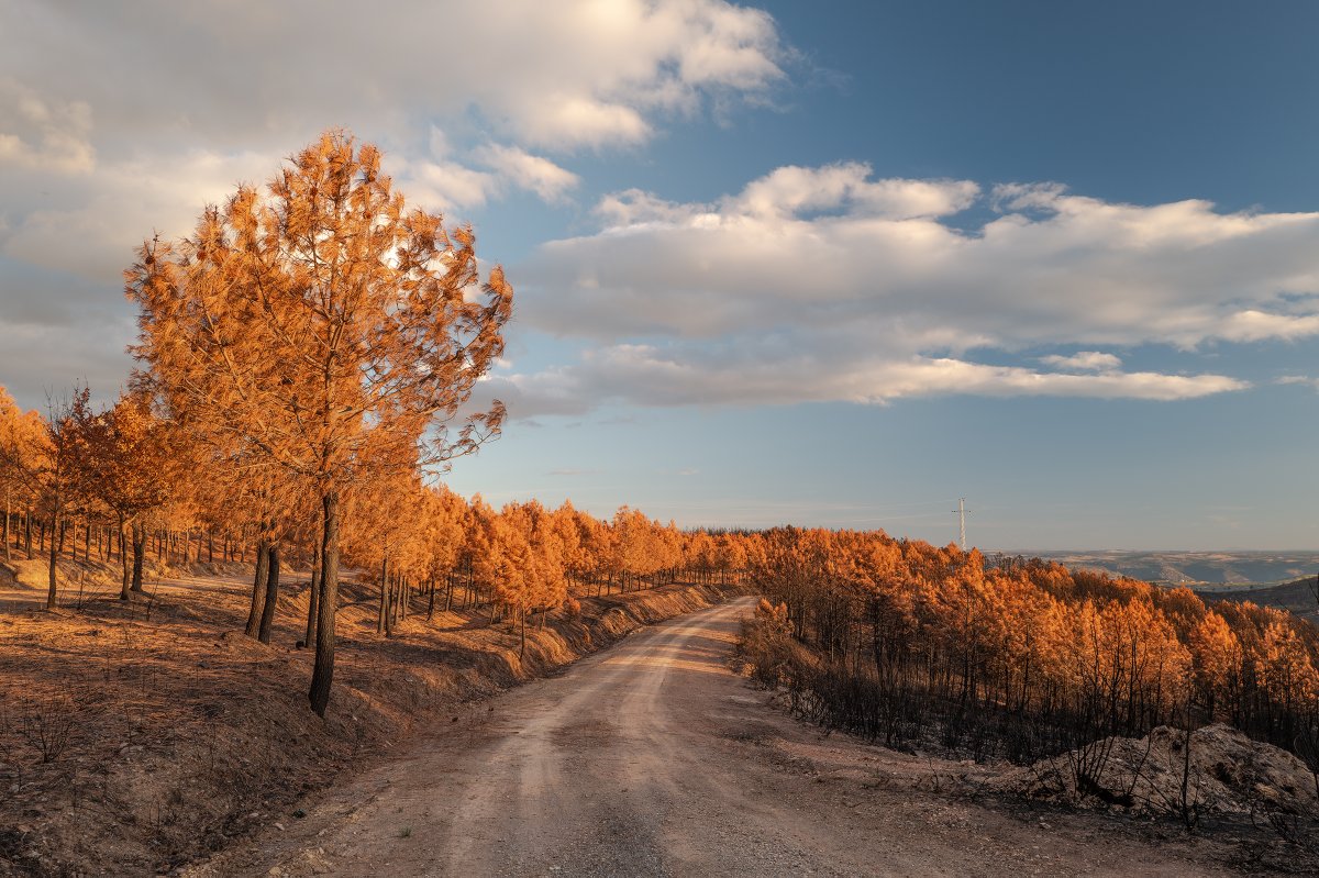 Emmanuel Nataf tweet media