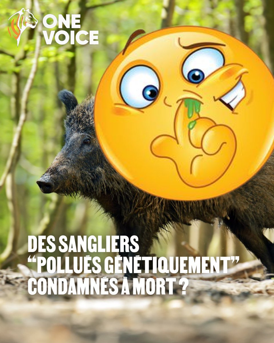Devinez qui s'est encore vautré ? 🥳

En grimpant aux rideaux pour un arrêté prévoyant l'abattage d'éventuels hybrides, pour d'évidentes raisons écologiques… après avoir braillé sur les cochongliers soi-disant lâchés par les #chasseurs ?

On raconte ? ⤵️

#ChassePartage

1⃣ Des