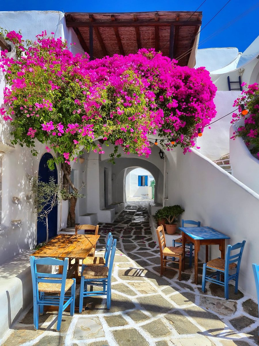 GreekPictures's tweet image. Colorful alley in #Prodromos, #Paros. White-washed walls, bright blue chairs, and vivid pink bougainvillea under the Aegean sun. 🇬🇷
📷 iliasx_01