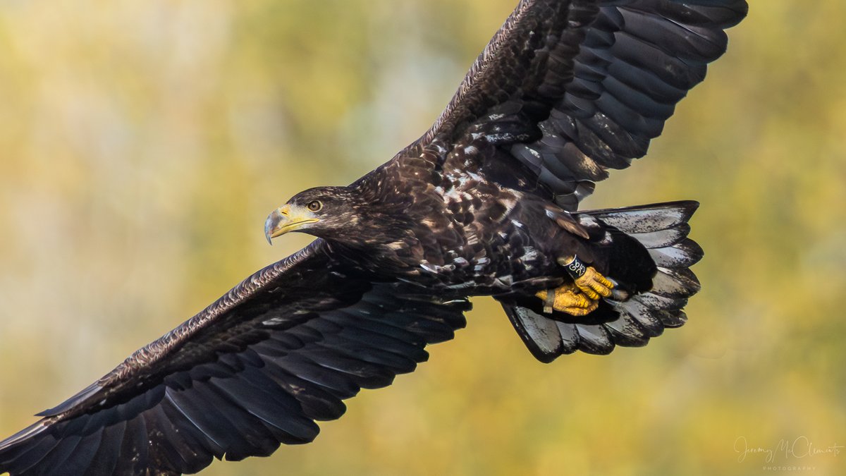 Romsey WT Eagle (G625) still wowing the crowds at the Very limited view points. <a href="/HOSbirding/">Hampshire Ornithological Society</a> <a href="/BBCSouthNews/">BBC Hampshire & Isle of Wight</a> <a href="/HantsIWWildlife/">Hampshire & Isle of Wight Wildlife Trust</a>  <a href="/BirdGuides/">BirdGuides</a> #NaturePhotography <a href="/RoyDennisWF/">Roy Dennis Foundation</a>