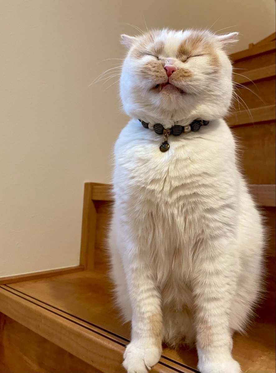 朝ごはんを作りにキッチンに降りると、目をショボショボさせながら降りてくるようになったホイちゃん