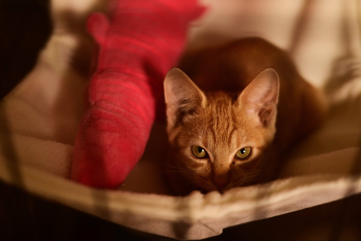 元野良の子猫のマロンちゃんをおむかえしました!

これからよろしくね!