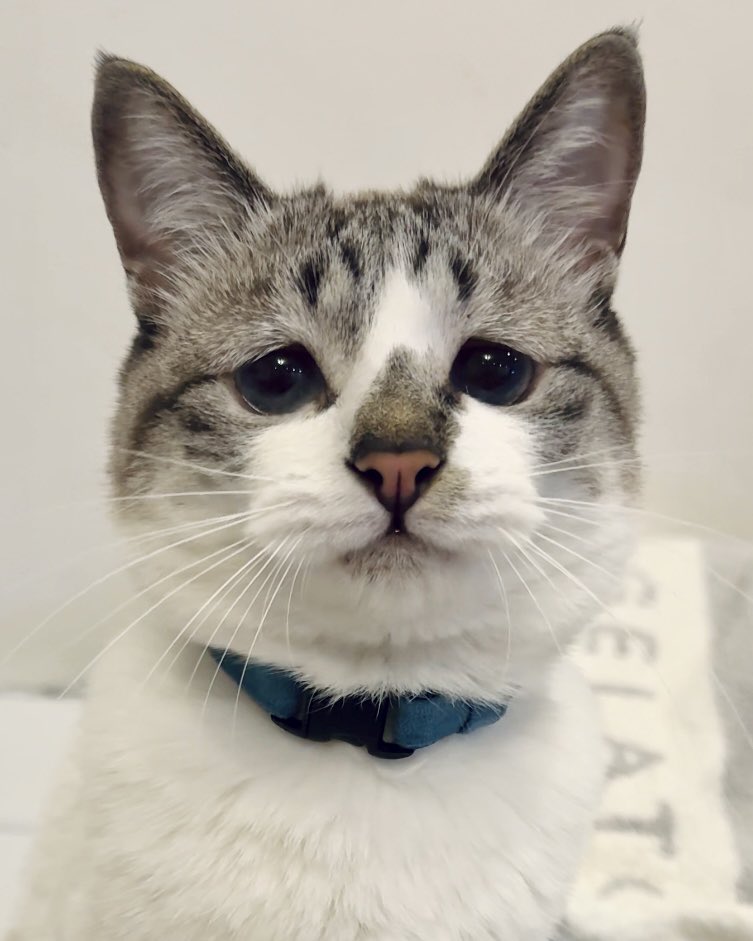 ぴえん猫ミント (@piennekomint) / Posts / X ぴえん猫ミント (@piennekomint) / Posts / X