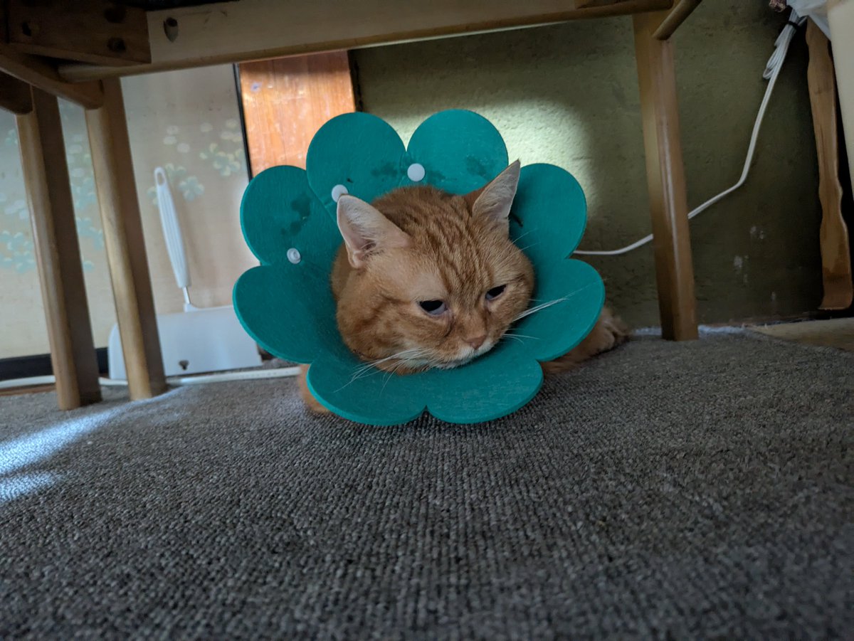 マンチカンです。 マンチカン25-1095 | ペットワールド アミーゴ