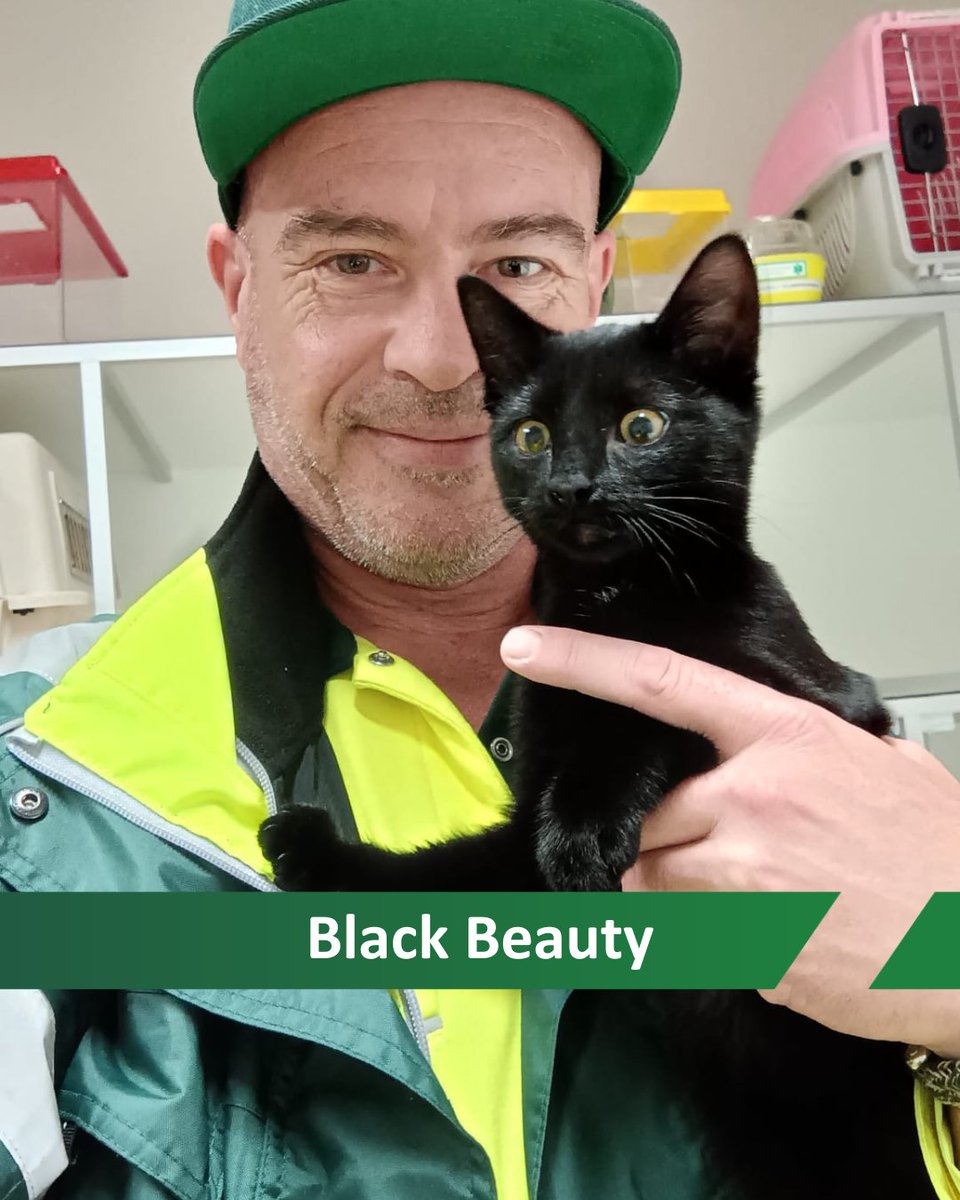 Deze kleine black beauty liep in z’n eentje over straat, veel te jong om daar rond te zwerven. Helaas niet gechipt, dus een all-inclusive verblijf bij de DOA: warm mandje, volle voerbak en alle aandacht die hij verdient.