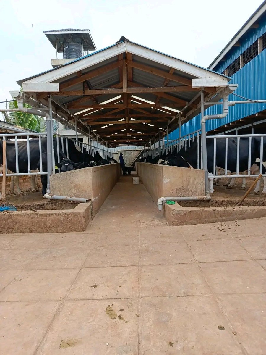 CedMunezero's tweet image. Best Practices for Managing Your 50-Cow Dairy Farm

Efficient management is key to maximizing milk production, reducing costs, and ensuring profitability. Below are critical areas to focus on:

1. Farm Layout &amp;amp; Infrastructure

Zero-grazing unit: Well-ventilated, easy to clean,…