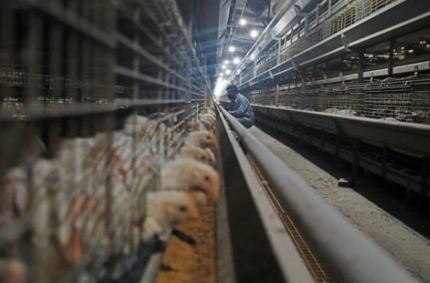Gil_Niyonkuru's tweet photo. 🏠🐥 THE IMPORTANCE OF PROPER HOUSING AND VENTILATION IN POULTRY FARMING
In poultry farming, good housing is not a luxury — it’s a necessity.
Your poultry house is where health, comfort, and productivity begin. 💪
A well-designed house with proper ventilation determines how well your birds grow, lay, and live. Without it, even the best feed and care won’t deliver results.
🌿 1️⃣ Shelter That Protects and Provides
A poultry house should do more than just cover your birds — it should protect them from harsh weather, predators, and disease.
In hot seasons, it should stay cool. ☀️
In cold seasons, it should stay warm. ❄️
It should keep rain and wind out, while allowing fresh air to circulate. 🌬️
💡 A good house keeps stress low and productivity high!
🐔 2️⃣ Proper Ventilation — The Invisible Lifeline
Ventilation is the heart of poultry comfort.
Birds produce heat, moisture, and ammonia — without airflow, these build up and cause breathing problems, stress, and disease.
Good ventilation:
Removes excess heat and humidity 🌡️
Supplies fresh oxygen for healthy growth 🌬️
Reduces ammonia and foul odors 💨
Keeps litter dry, preventing foot problems and infections
💖 Fresh air = healthy birds, healthy profits.
🧱 3️⃣ Design Matters — Build Smart, Not Fancy
Your house design should suit your environment and bird type:
Open-sided houses are best for warm tropical climates — they allow free airflow.
Deep litter systems need strong roofs and well-drained floors.
Cage systems need controlled ventilation and easy cleaning design.
💡 Orientation is key! Always face the house east–west to reduce direct sunlight and heat.
💧 4️⃣ Space and Cleanliness
Overcrowding creates stress, heat buildup, and disease spread.
Give each bird enough space to move, feed, and rest comfortably.
Maintain dry litter, clean drinkers, and disinfect regularly.
Because hygiene starts from the house, not the medicine bottle! 🧼🐥
🌬️ 5️⃣ Impact on Productivity and Profit
Proper housing and ventilation directly affect:
✅ Feed conversion efficiency
✅ Growth rate and body weight
✅ Egg production and shell quality
✅ Mortality and disease levels
💡 Simply put — the better the house, the better the results!
❤️ 6️⃣ The Farmer’s Touch
A good poultry house isn’t just about bricks and metal sheets — it’s about care, observation, and management.
Monitor temperature, airflow, and litter conditions daily.
When your birds are calm, active, and breathing normally — you know your housing is working perfectly.
#PoultryFarming