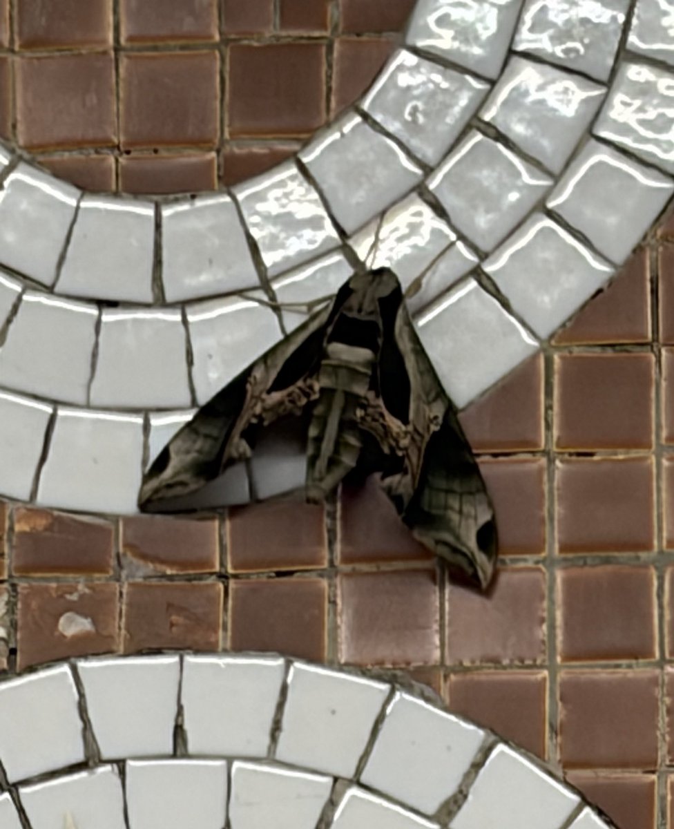 dont_stop_go's tweet image. Look at this big ass moth I saw this morning