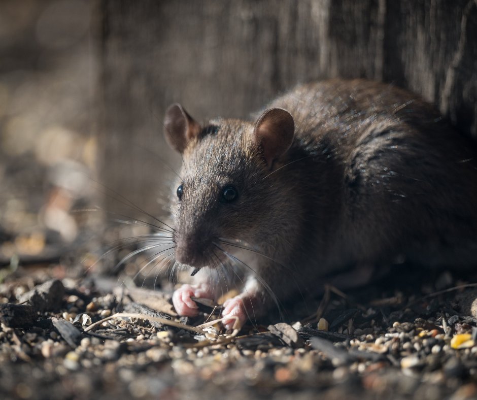 Calling all pest management professionals!

The Texas Rodent Academy returns with three days of science-based, hands-on training to help you manage rodents the right way - through Integrated Pest Management.

Led by AgriLife Extension experts, this course combines fieldwork,