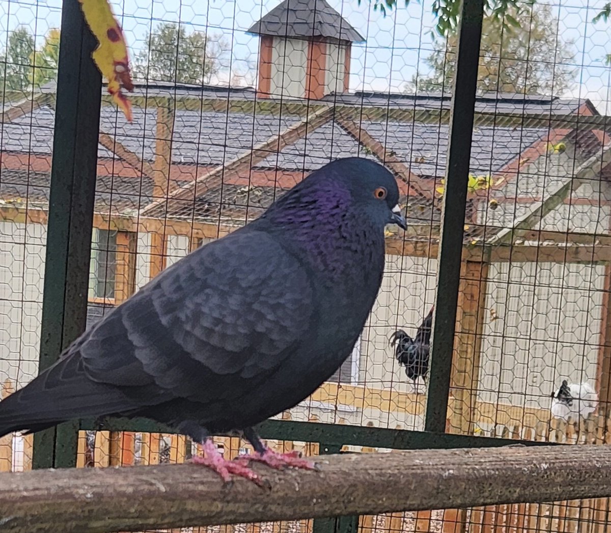 KandiGalVT's tweet photo. At the pumpkin patch with the family. 

Have a pic of a pigeon. https://t.co/CD8O8maPdS