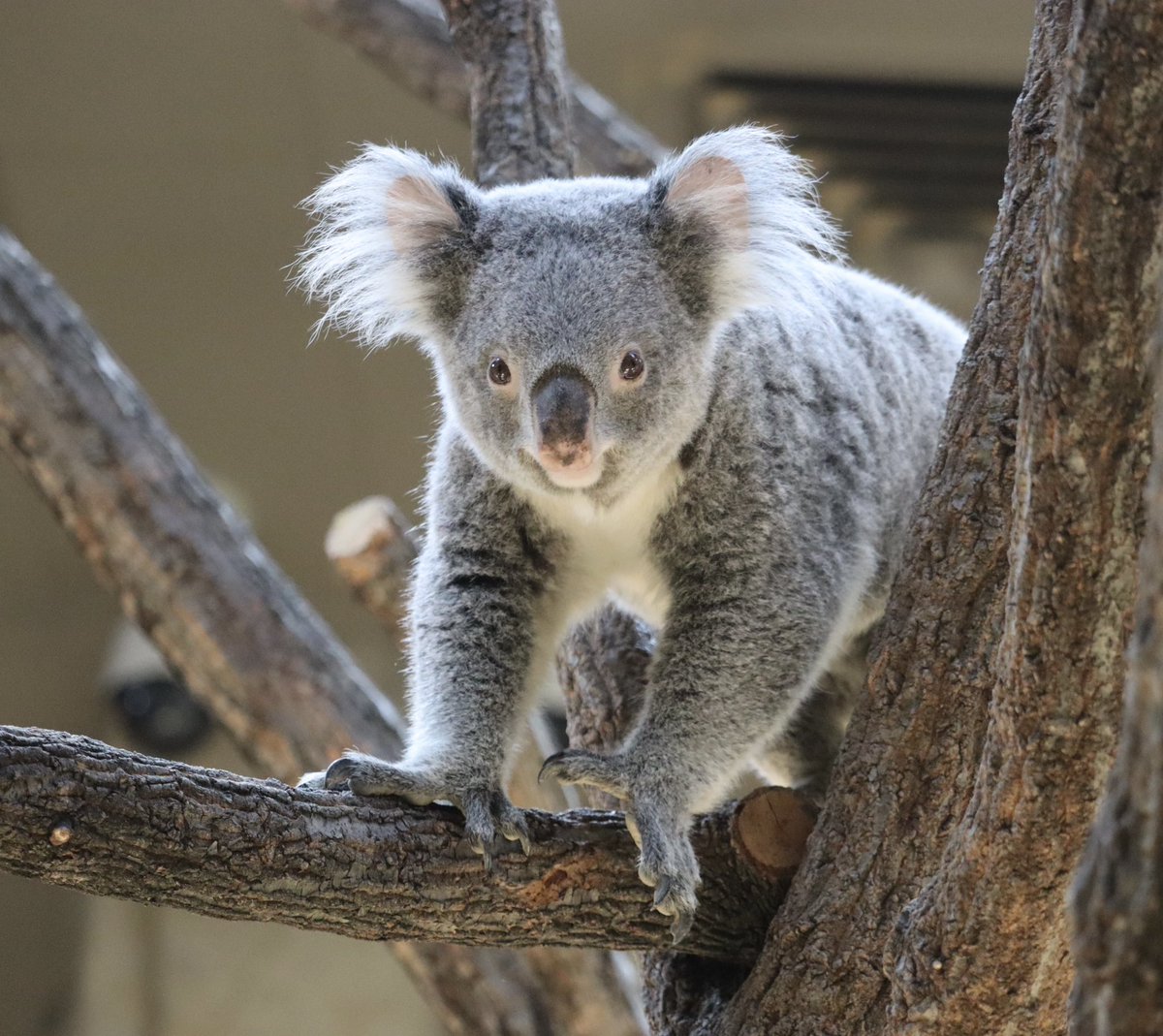 ai.さま CM-MODEL 1/64 Mitsubishi ランサー エボリューション IX