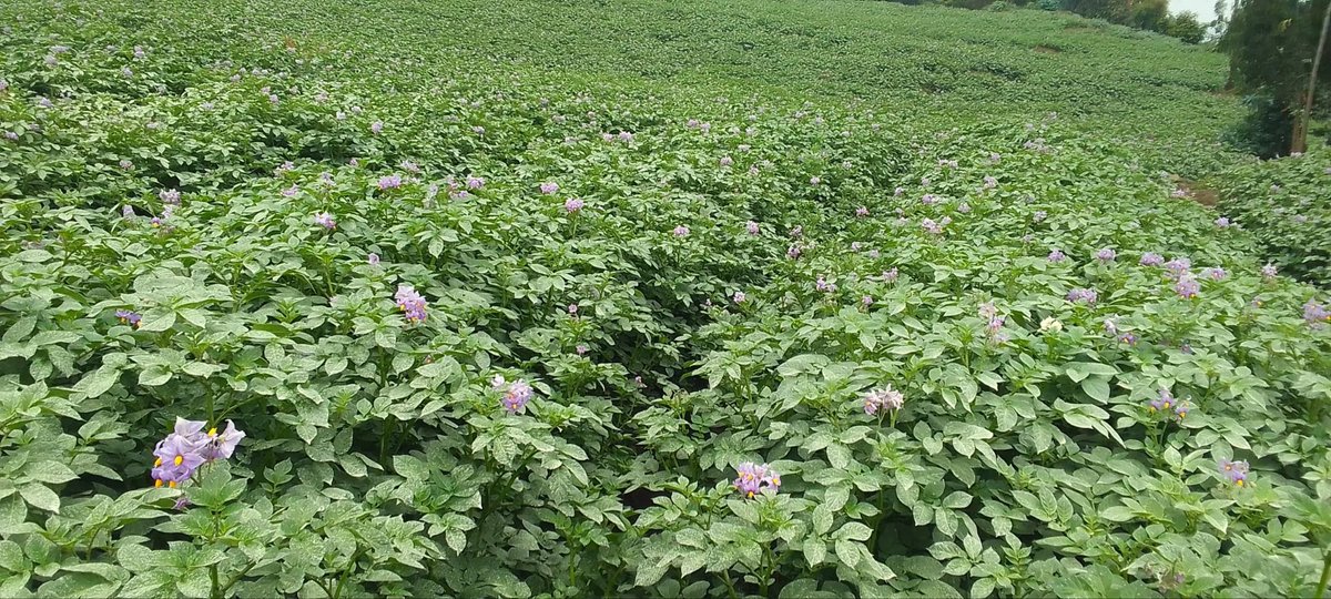 Abadahigwa mu Mihigo biteguye gukomeza gutanga Umusanzu mu kugeza Umusaruro w’Ibirayi ku Isoko mu byumweru bikeya biri imbere…..!!! 

Aha ni mu murima wa MUGEMANGANGO Jean,umwe mubahinzi ntangarugero mu Kagari ka Ndoranyi. 
<a href="/RubavuDistrict/">Rubavu District</a> <a href="/RwandaLocalGov/">Ministry of Local Government | Rwanda</a> <a href="/RwandaWest/">Western Province I Rwanda</a>