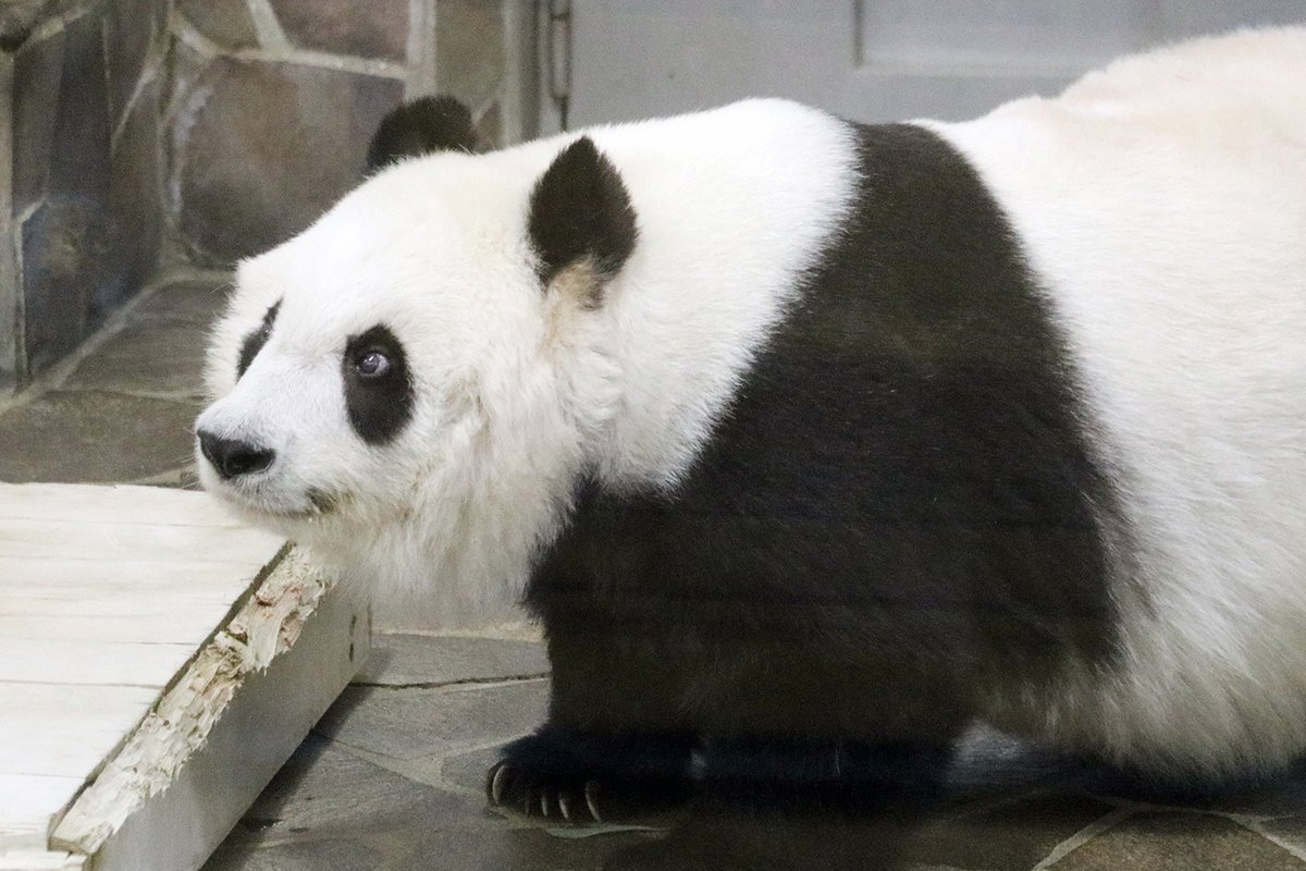 たんたんさん。ご確認お願いします♡ 無事に1日過ごせたら、それで100点だもの」🐼✨️ #水曜日のお嬢様