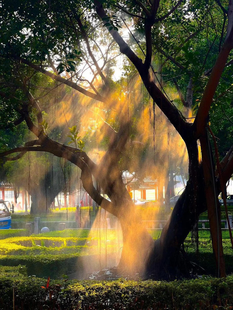 Sunlight’s shattered gold spills through the branches—turning the breeze warm, gilding the grass, and wrapping the whole spot in lazy, cozy vibes.
#GoldenHourGlow #NatureVibesOnly #CozyWildMoments