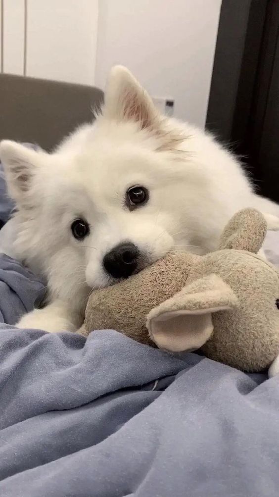 cutiespuppies's tweet image. 