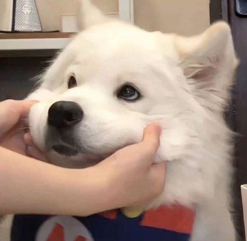 cutiespuppies's tweet image. 