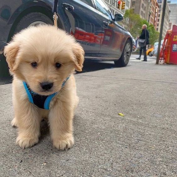 cutiespuppies's tweet image. 