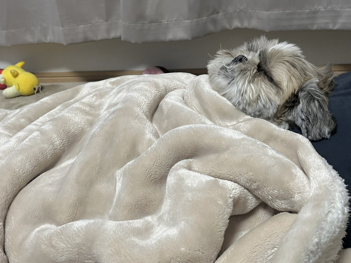 大きいシーズーたぬきち (@tanuki20200215) / Posts / X