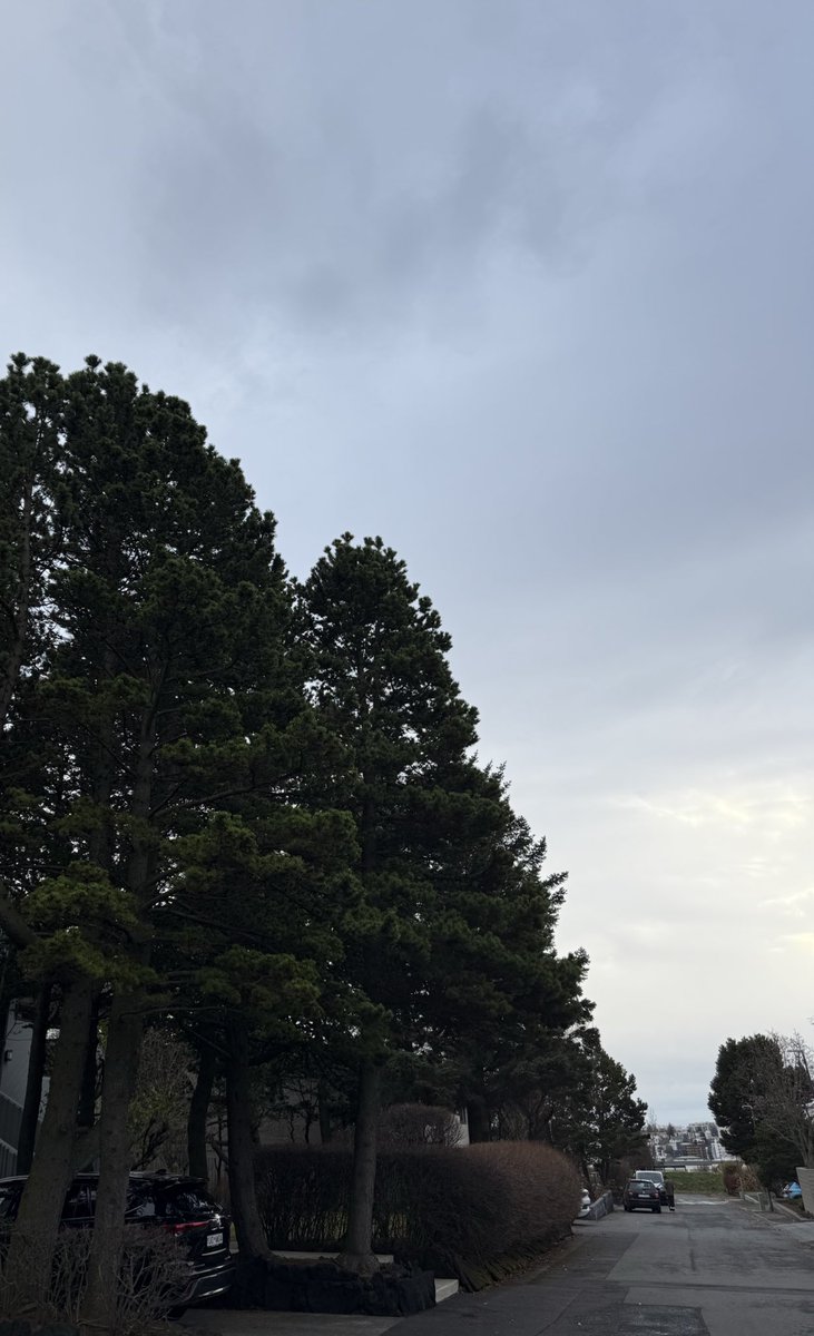 Þurfum miklu fleiri sígræn tré í Reykjavík. Þetta er ein af fáum tegundum sem nær almennilegri hæð, sjónrænt falleg allt árið um kring og veitir skjól frá veðri og vindum.