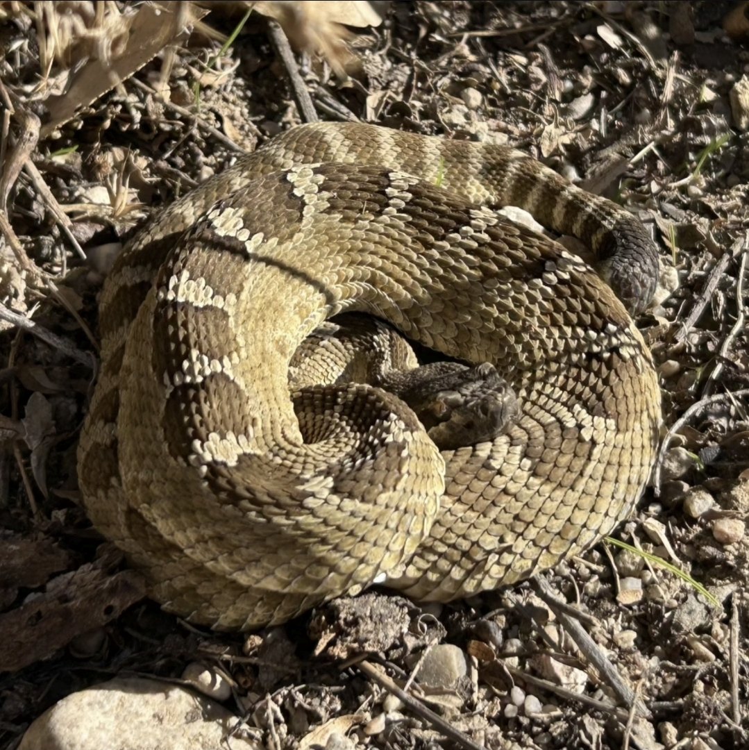 Snake season is slowing down, but this rattlesnake didn't get the message yet. Relocated yesterday in San Miguel.