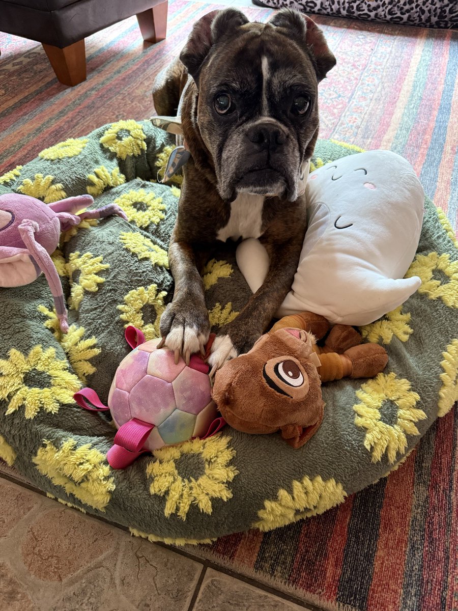 Look at my birthday goods: a new bed, stuffed animals and my favorite a new ball - made my ears flip back in joy 🫶🏻