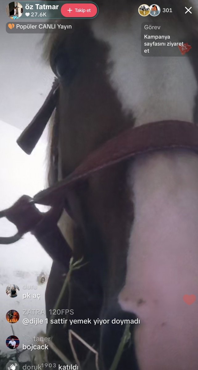 tiktokta biri ATa yayin acmis hayvan yemek yiyo biz de izlioz KWNXOWJXWLXJLDXJLDNDLEDNLDJXKEKCK CHAT YARİYO