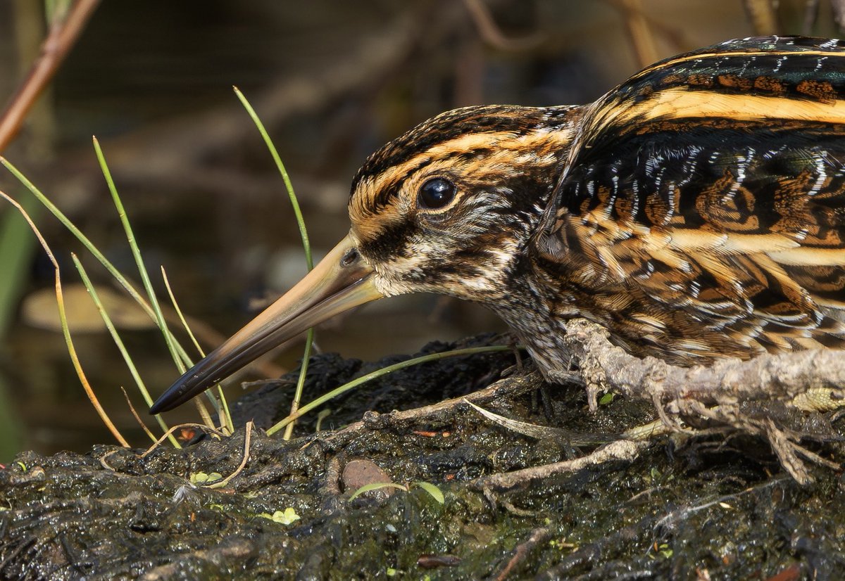 That time of the year again, not so hard to spot this one though, pretty much out in the open. Really crisply plumaged bird.
[Jack Snipe, Nottinghamshire]