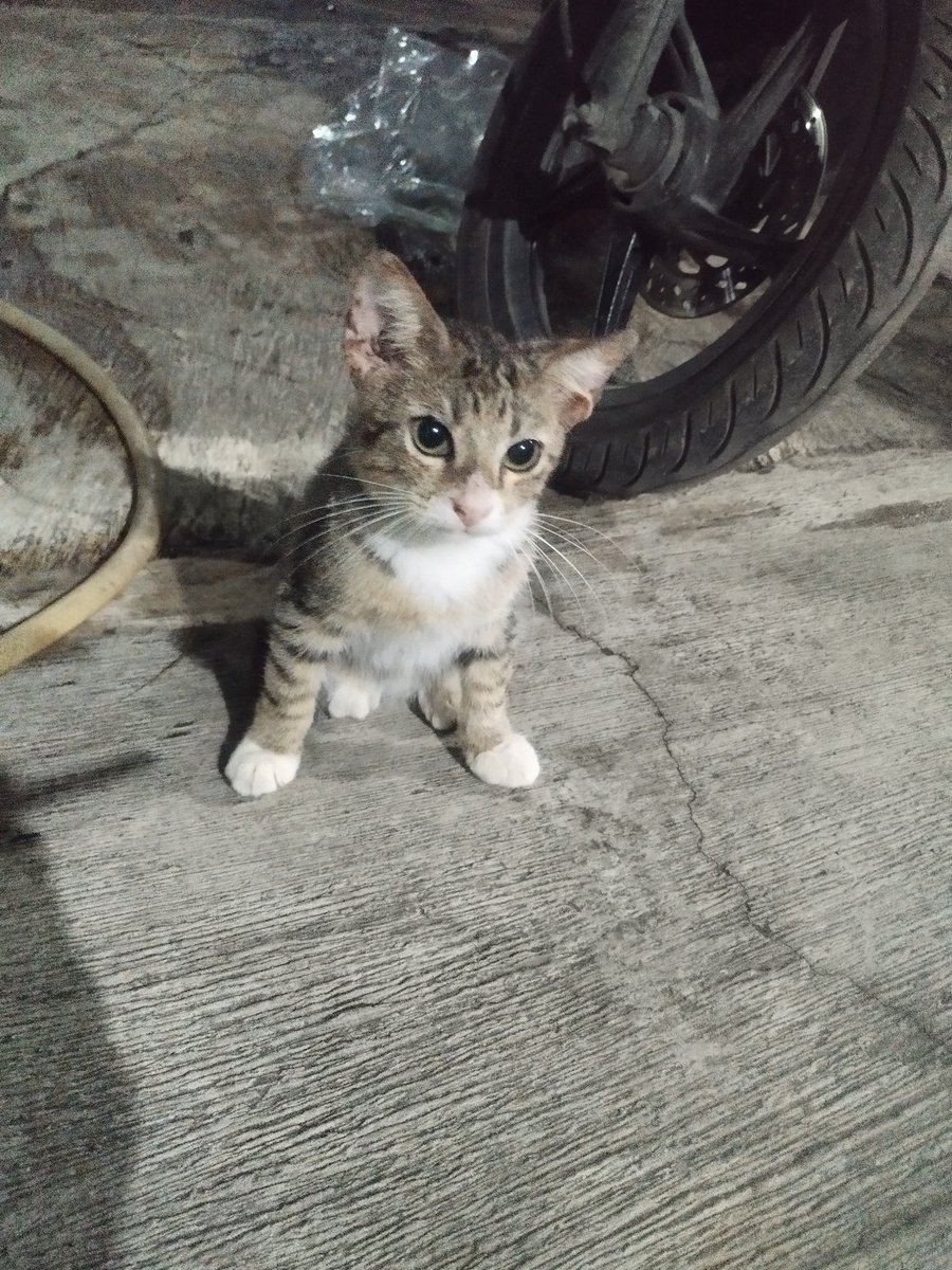 adlnangs's tweet image. gemes amayy duduknya emengg