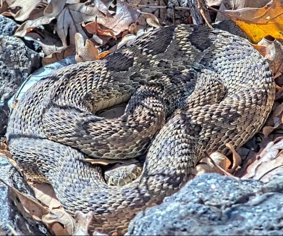 Project RattleCam tweet media