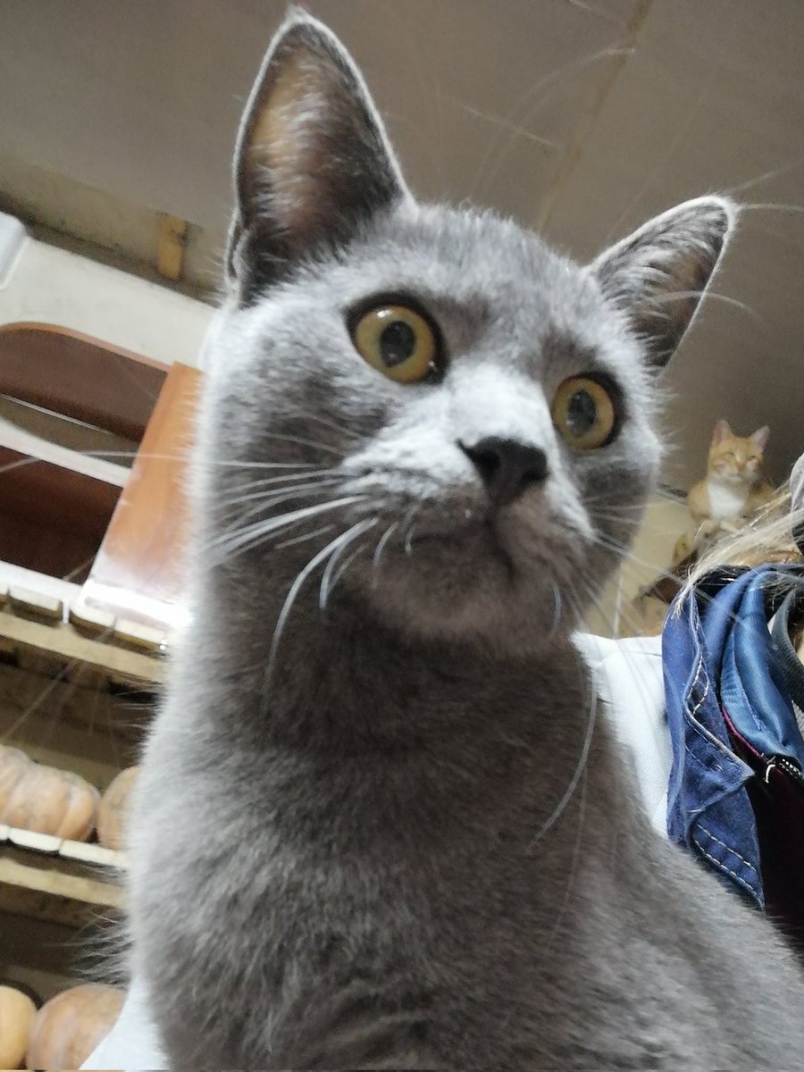 👀 А откуда птичка должна вылететь?