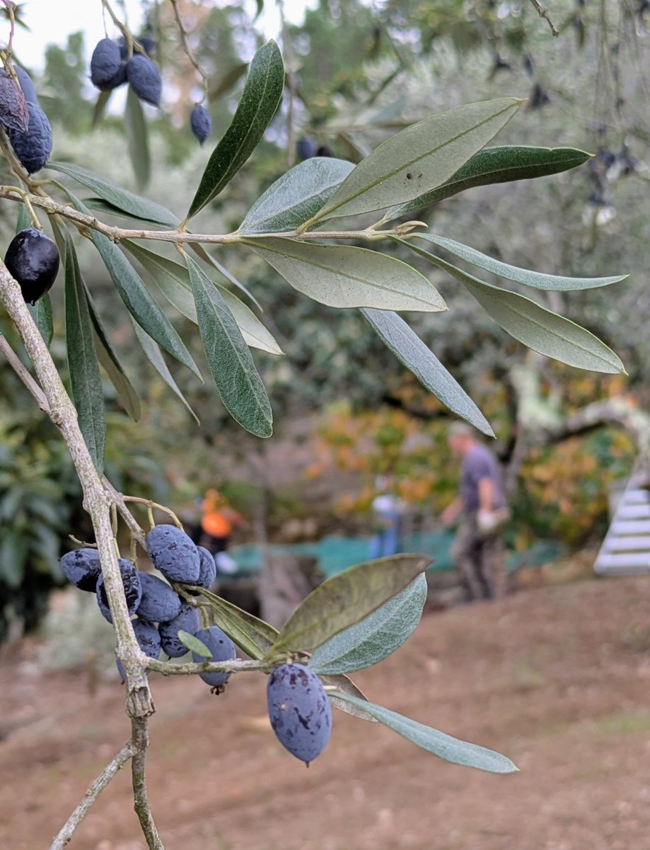 Que bela é a vida no campo.