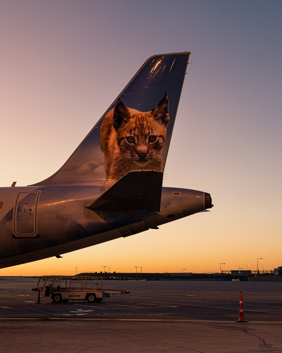 Junior the Lynx said you better book your holiday flights, right meow! 🐾😻🫵