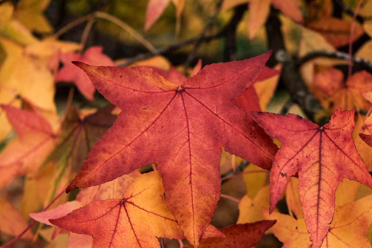 adam_cannon's tweet photo. Hampstead Heath is on fire with autumn colour right now — gold, copper, every shade of rust 🍁🔥 One of the best years I’ve seen it. If you love autumn, go this week. #HampsteadHeath #London #AutumnVibes https://t.co/rBZGWtrDsK