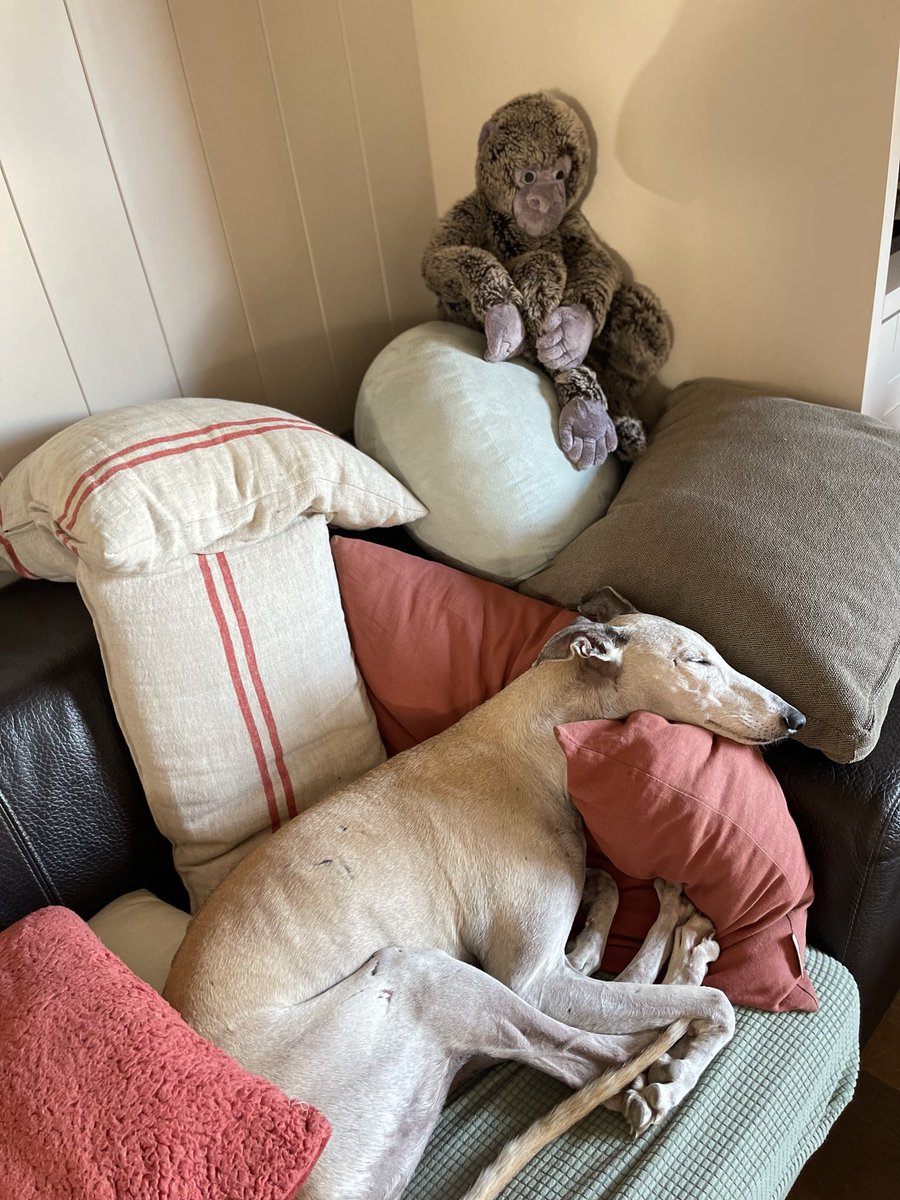 No és fàcil viure amb només 7 coixins, però faré la migdiada com podré, ves!