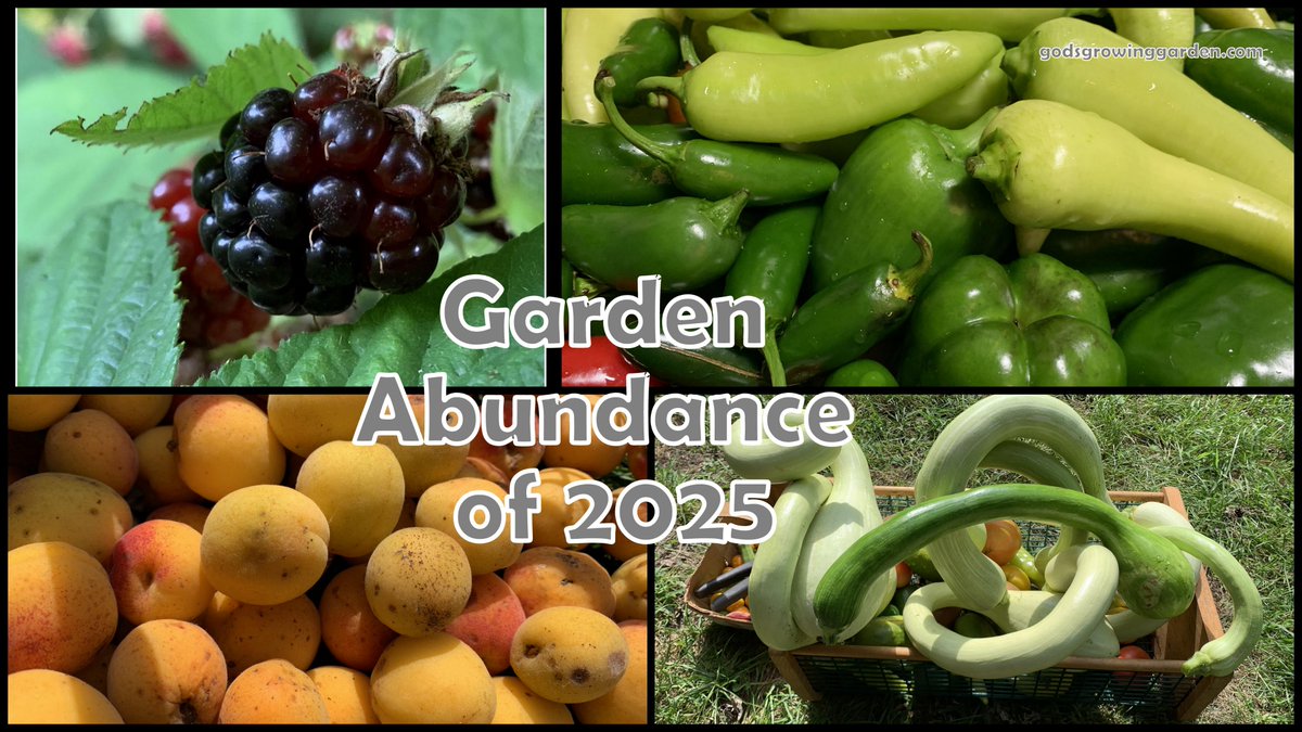 #garden #abundance of 2025 - Peppers, Zucchini, #Blackberry , Apricots, #strawberry - #vegetables #fruits #recipes
bit.ly/3Jo8uk7