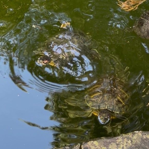 Sol, agua y tortugas
Conoce a las tortugas de la fuente de la Biblioteca Ludwig von Mises les encanta el sol y disfrutan mucho que las alimenten. 
Visita 👉 noticias.ufm.edu/2025/10/sol-ag…
#noticiasufm #soyufm #arboretumufm