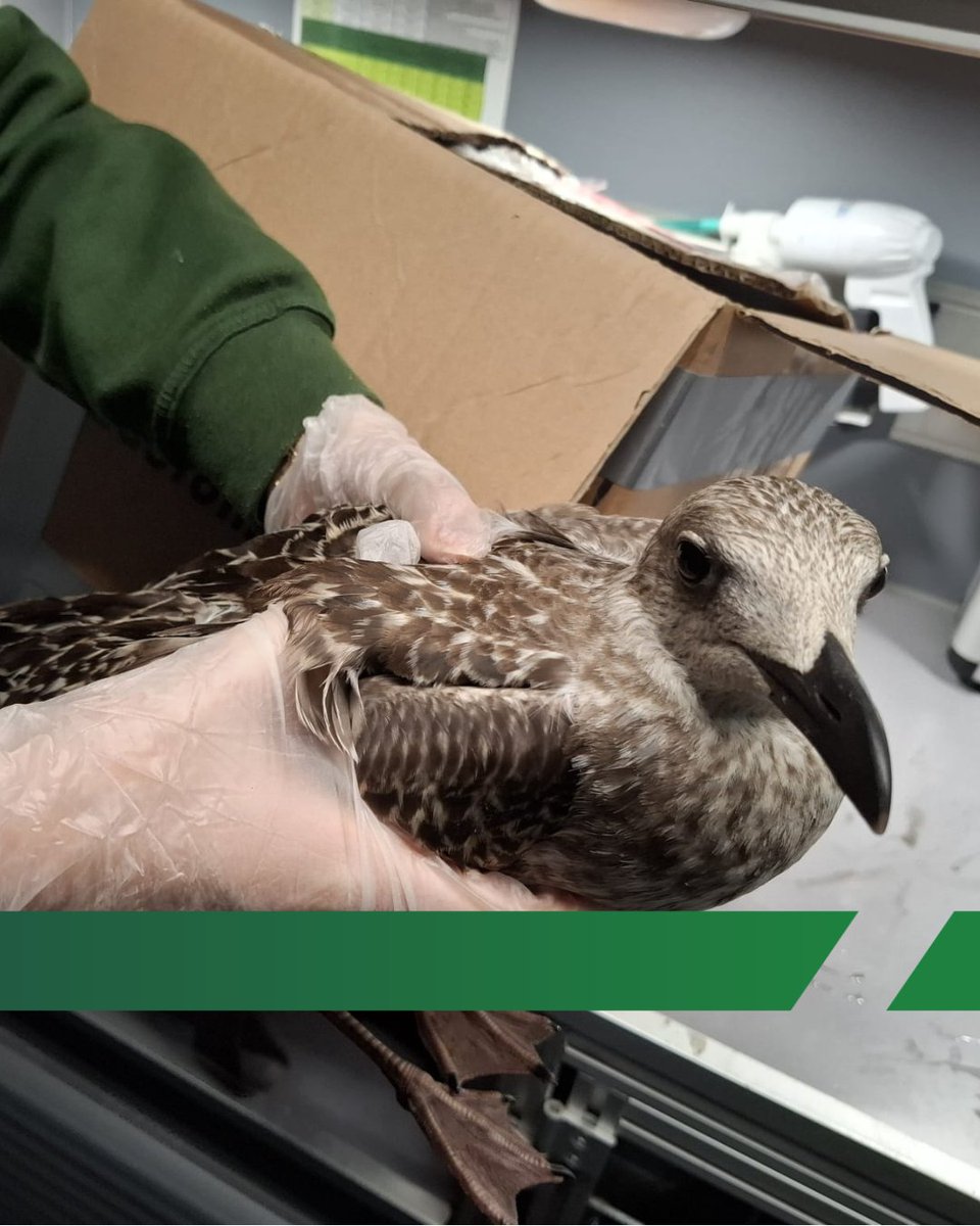 📦🕊️ Dubbele levering aan de Aziëweg!
Twee dozen, twee meeuwen: netjes ingepakt en klaar voor vertrek. Onze vrijwilligers hebben de vogels veilig naar De Toevlucht gebracht voor herstel en rust.