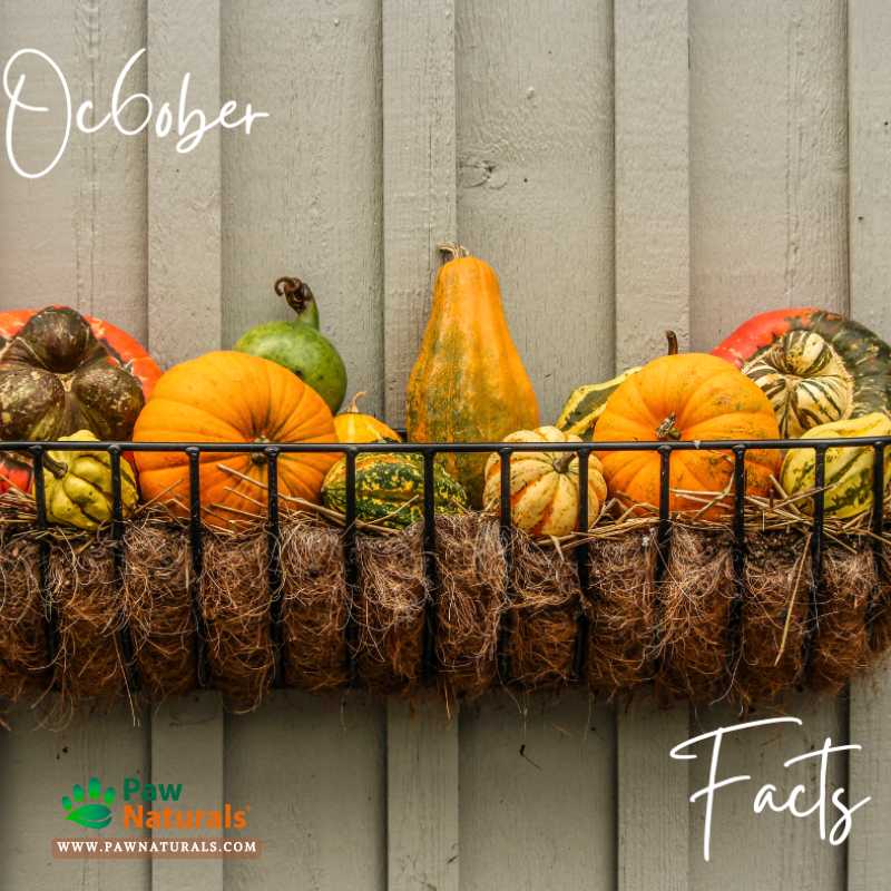 Paw_Naturals's tweet image. OCTOBER HAS - 2 zodiac signs: Libra &amp;amp; Scorpio ♎️♏️, 2 dazzling birthstones 💎: Opal &amp;amp; Tourmaline 🌈, 2 beautiful birth flowers: Calendula &amp;amp; Marigolds 🌼, &amp;amp; 2 magical full moons: The Harvest Moon &amp;amp; The Hunter&apos;s Moon 🌕🍂
#OctoberVibes #AstroFacts #SmartPest