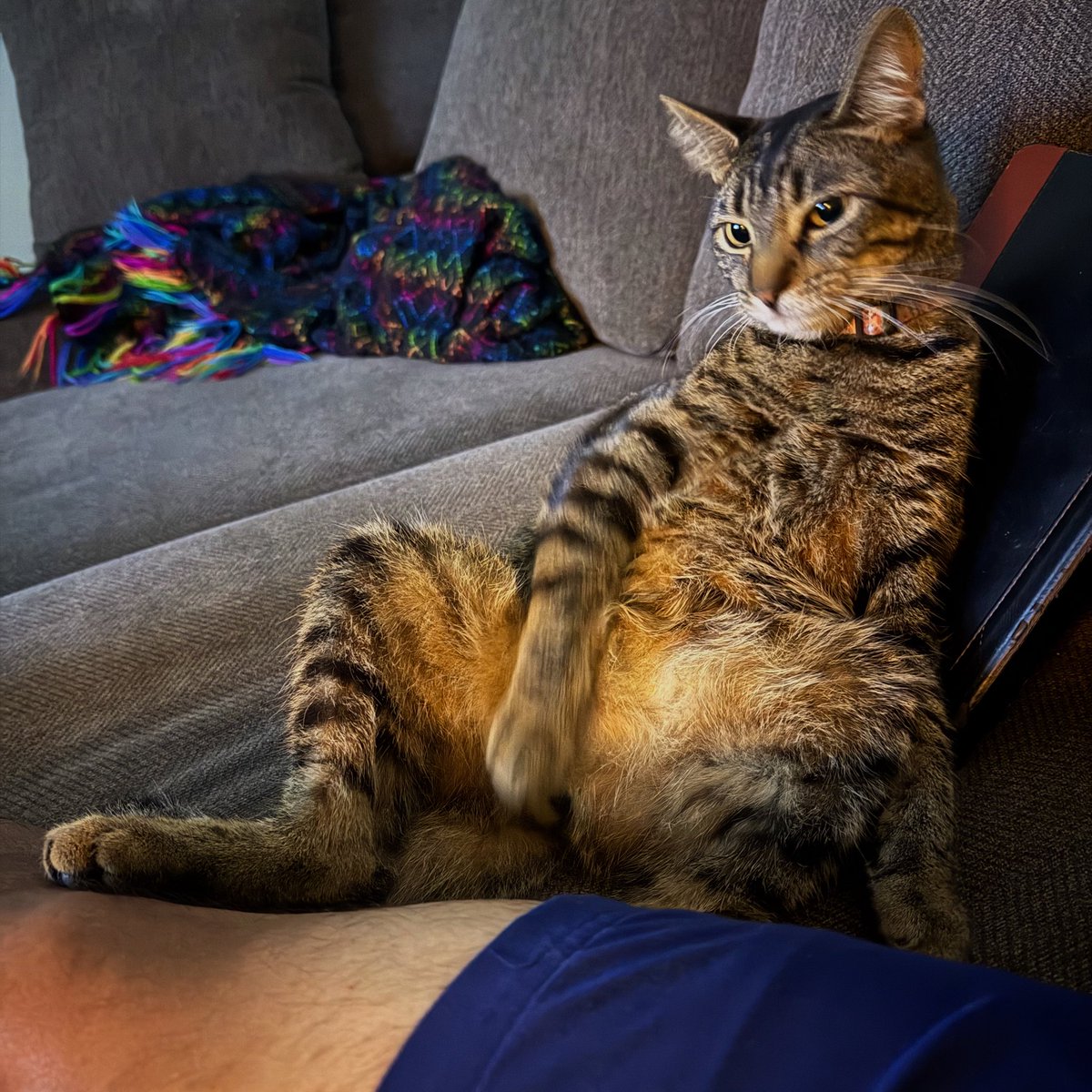 RayRetiz's tweet image. #Caturday #chill #WeekendVibes