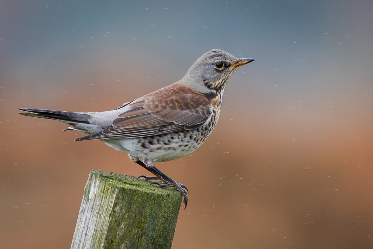 Fieldfare up the mountain yesterday #isleofman #NatureBeauty