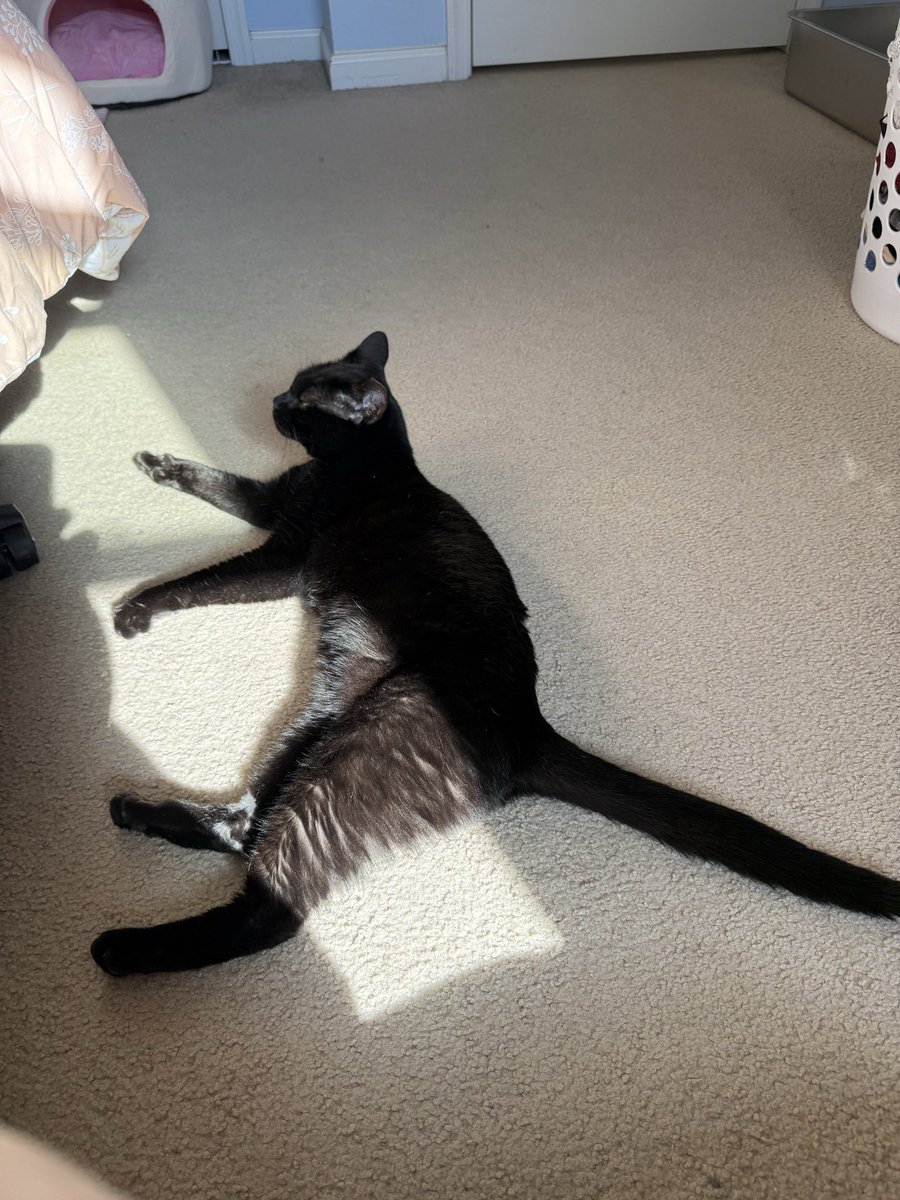 mokarichu's tweet image. Welcome home, little Winnie. 🩷