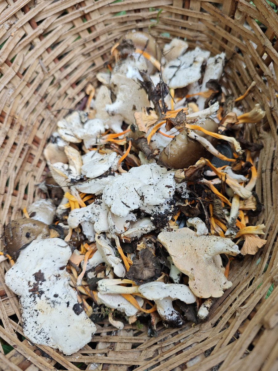 He trobat quatre camagrocs, algunes llengües de bou i alguna llenega negra 😋